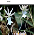 39usd Ngryise 50pcs Dendrophylax lindenii seed