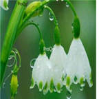 19usd Ngryise 100pcs Galanthus nivalis seed