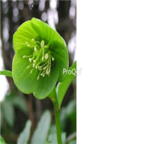 69usd Ngryise 100pcs Green Hellebore seed