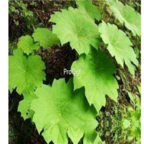 69usd Ngryise 100pcs Diphylleia sinensis seed