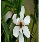 19usd Ngryise 100pcs Michelia maudiae seed