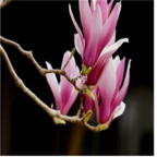 19usd Ngryise 100pcs Magnolia liliiflora SEED