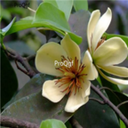 19usd Ngryise 100pcs   Michelia chapensis Dandy seed