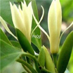19usd Ngryise 500pcs Michelia alba seed
