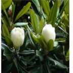 19usd Ngryise 500pcs Magnolia grandiflora seed
