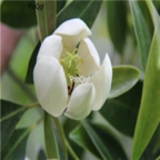 19usd Ngryise 100pcs Parakmeria lotungensis seed