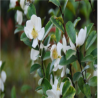 19usd Ngryise 100pcs Michelia yunnanensis Franch seed