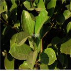 Ngryise 100pcs Michelia macclurei Dandy seed