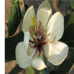 19usd Ngryise 100pcs Michelia foveolata seed