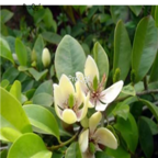 19usd Ngryise 100pcs Michelia fujianensis seed