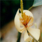 19usd Ngryise 100pcs Michelia foveolata cinerascen seed