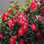 29usd Ngryise 50pcs Camellia sasanqua seed