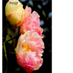 18usd double pink Ngryise 500pcs zuifurong Hibiscus mutabilis seed