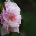 18usd white purple Ngryise 500pcs zuifurong Hibiscus mutabilis seed