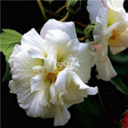 18usd white Ngryise 500pcs zuifurong Hibiscus mutabilis seed