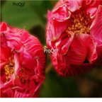 18usd red Ngryise 500pcs zuifurong Hibiscus mutabilis seed