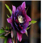 purple  35usd Ngryise 5pcs  Helleborus chinensis flower bulb
