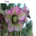 white with purple edge 35usd Ngryise 5pcs  Helleborus chinensis flower bulb