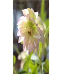 white  35usd Ngryise 5pcs  Helleborus chinensis flower bulb