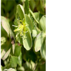 green 35usd Ngryise 5pcs  Helleborus chinensis flower bulb