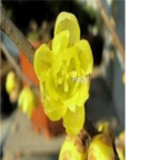 yellow 35usd Ngryise 5pcs  Helleborus chinensis flower bulb