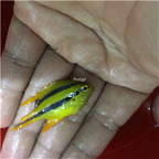 55usd Ngryise Neopomacentrus xanthurus