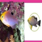 55usd Ngryise Chrysiptera talboti