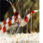 35usd Ngryise Stenopus hispidus