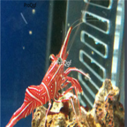 35usd Ngryise    Rynchocinetes durbanensis Rhynchocinetes