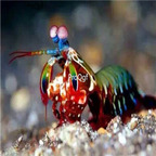 155usd Ngryise Odontodactylus scyllarus wucaitanglangxia