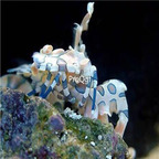 155usd Ngryise hawaii guibinxia shrimp