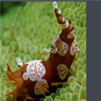 155usd Ngryise shrimp  Thor amboinensis