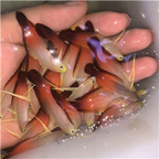 55usd Ngryise  nemateleotris magnifica