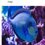 150usd Ngryise Naso vlamingii  Bignose unicornfish Vlamingii Tang