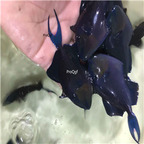 65usd Ngryise Niger Triggerfish Odonus niger