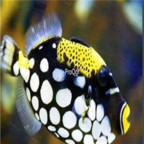 75usd   melichthys vidua