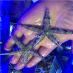 65usd Ngryise Asteroidea indonesia