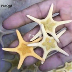 95usd Ngryise Culcita novaeguineae