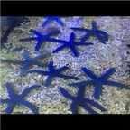 65usd Ngryise Linckia laevigata Asteroidea