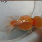 25usd Ngryise   Pearl scale goldfish