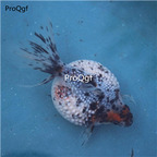 25usd Ngryise Pearl scale goldfish wuhuazhenzhuyu