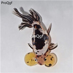 25usd Ngryise Bubble eye gold fish