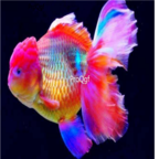 55usd Ngryise lanshou rare gold fish