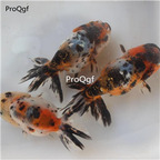 55usd Ngryise colorful lanshou gold fish