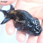 25usd Ngryise black Ranchu goldfish