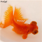 25usd Ngryise butterfly tail goldfish