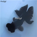 25usd ngryise black butterfly tail goldfish