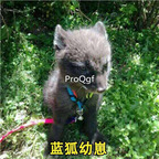 399usd Ngryise blue fox