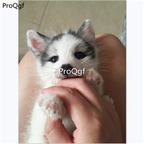 399usd Ngryise panda fox