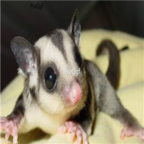 280usd Ngryise   Petaurus breviceps